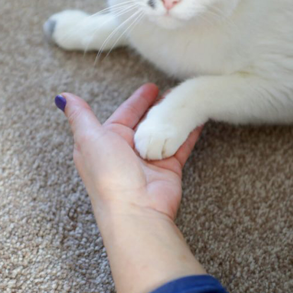 Joanne's cat Ziggi resting her paw in Joanne's hand